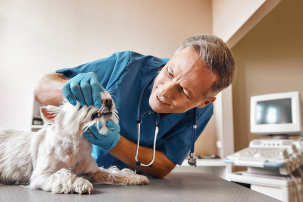 Best Tooth Infection Emergency Dentist  in Buchanan, MI